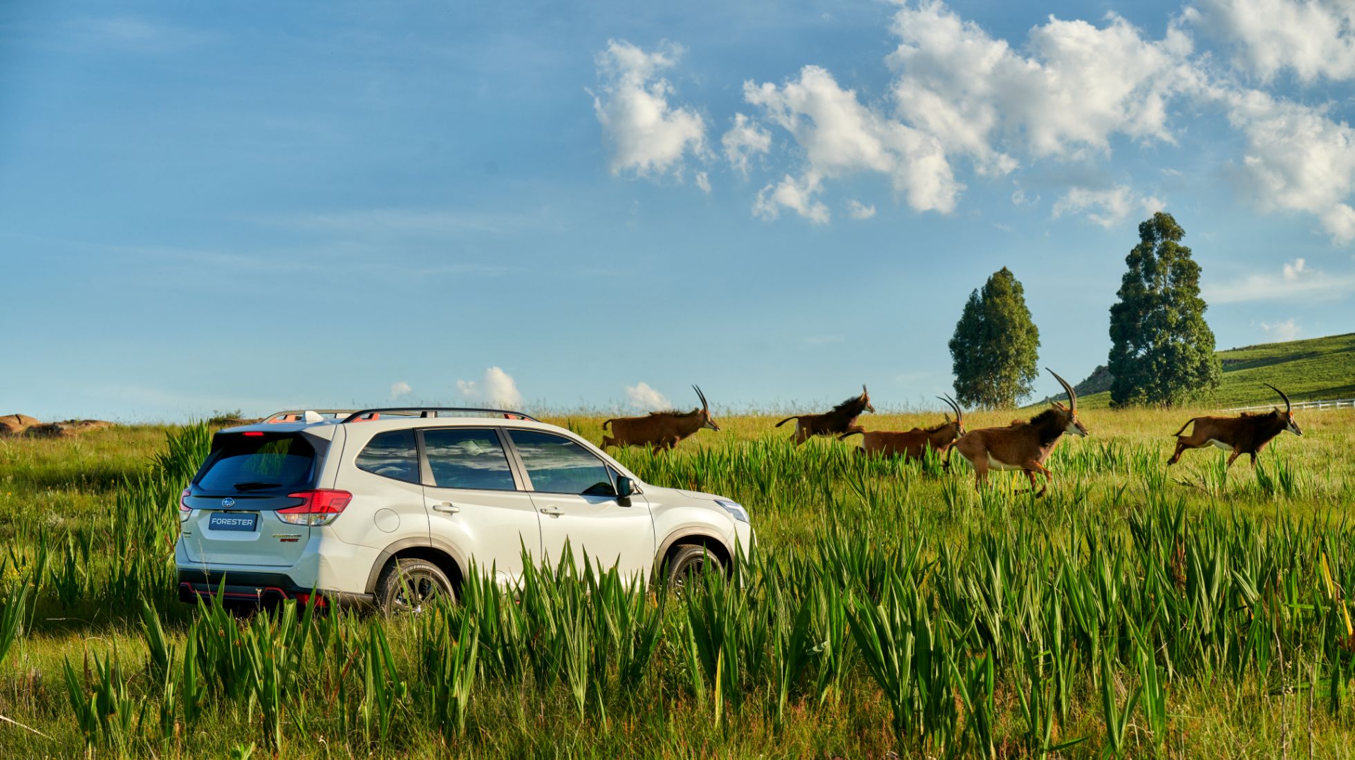 6294a1d84837f55302aaf617_2112-14-293-Subaru-Forester-EvM-1.jpg