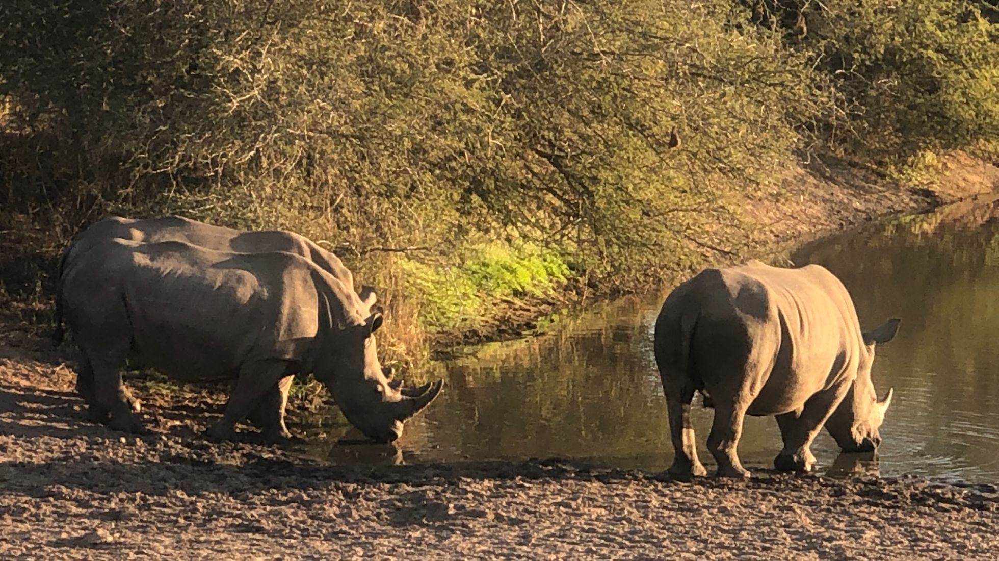 64fed88d6005a08c1e480699_A-crash-of-Rhino-taking-a-cooling-sip-at-local-water-hole-1.jpg